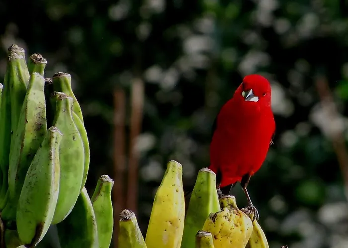 Pousada Marimba Trindade 
